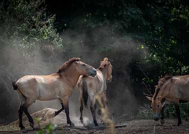 Wild horses moving around