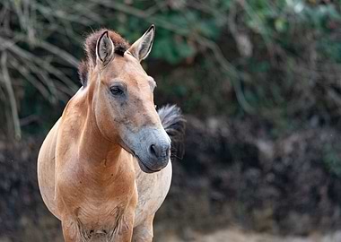 Frontal portrait of wild h