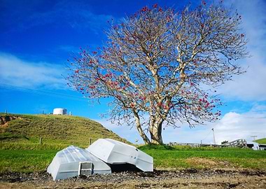 Taiharuru New Zealand