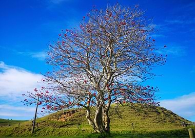 Taiharuru New Zealand
