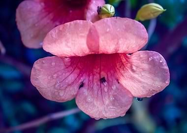 Pink Suede Rose On Blue