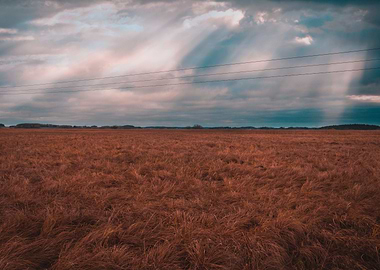 155 Field in the autumn