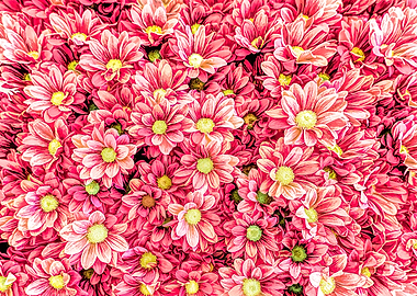 colorful daisy in bloom