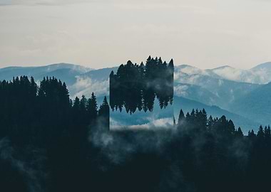 Foggy Forest