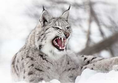 Lynx Wild Cat