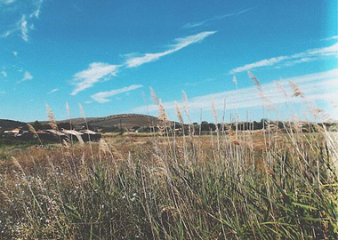 Field of Bozcaada II