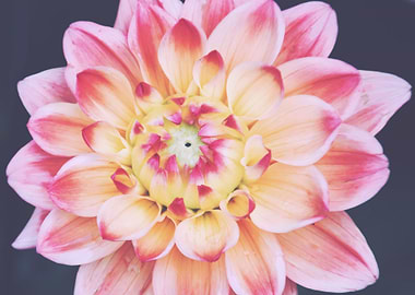 Closeup Dahlia 2