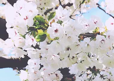 White cherry blossom 2