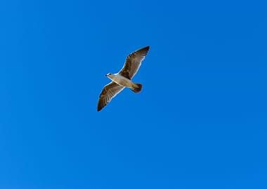 Seagull in the skies