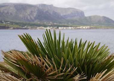 Mallorca Palm