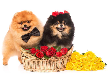 Cute dogs