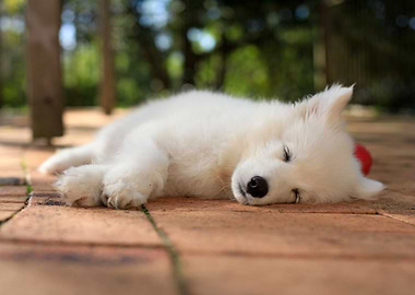 Puppy Samoyed dog