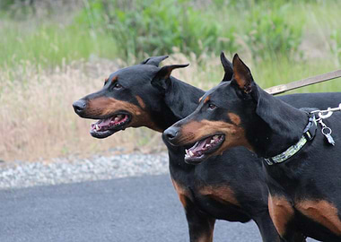 Dobermans