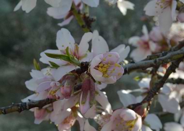 Teide Volcano in Tenerife