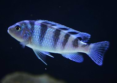 CICHLID Tropical Fish