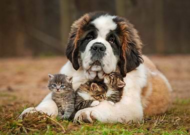 Dog and kittens