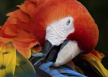Macaw Parrot