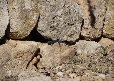 Mallorca Gecko