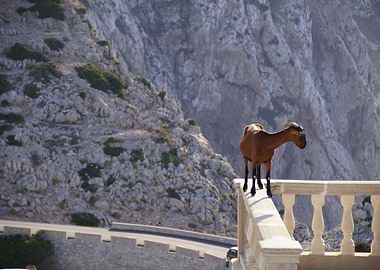 Mallorca Goat 2