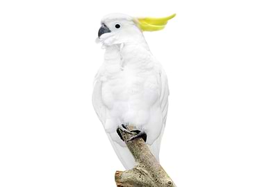 White Parrot