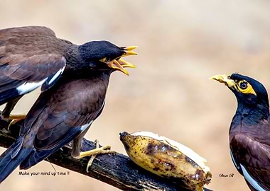 Make your mind up time