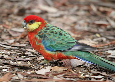ROSELLA parrot