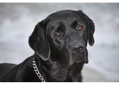 Black Labrador in the snow