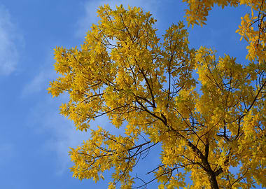 Tree in the autumn