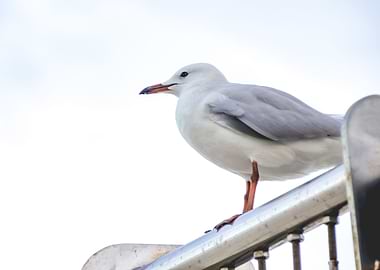 Seagull