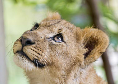 Lion kitten