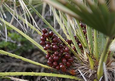 Palm fruits mallorca