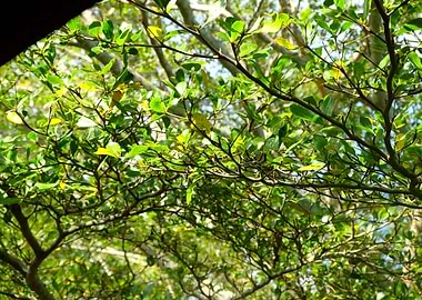 treegreennatuewoodphotogra