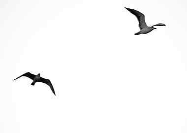 I Gabbiani di Casablanca