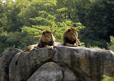 Big cats Lions
