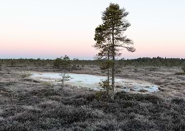 Dawn over a bog