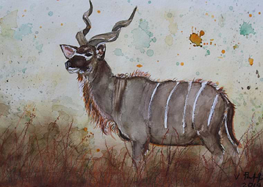 Kudu male