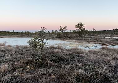 Dawn over a bog