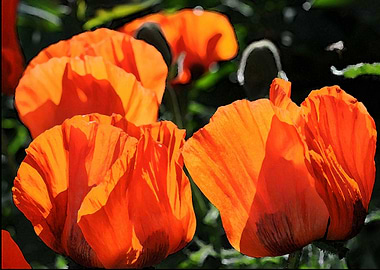 poppies flowers