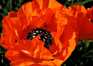poppies close up