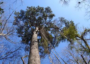 Large tree inspirational