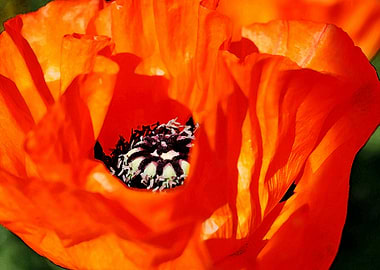 poppy close up