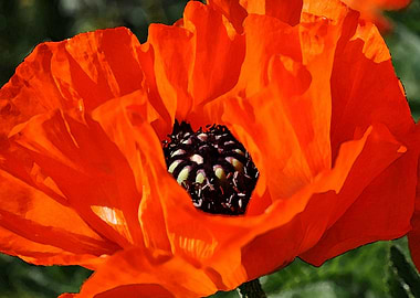 poppies flower