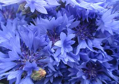 Cornflowers