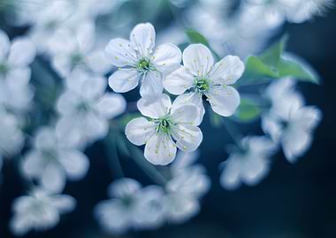 Spring trees, white flower