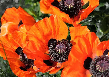 poppies painting style