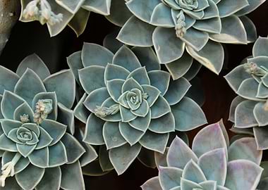 Echeveria succulent leaves