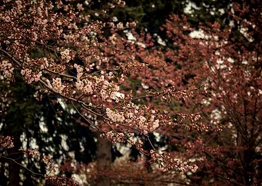 Toronto Cherry Blossoms