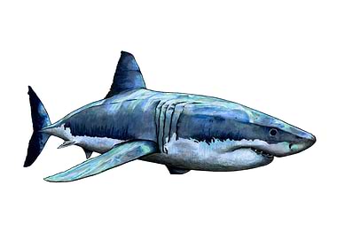 GREAT WHITE SHARK