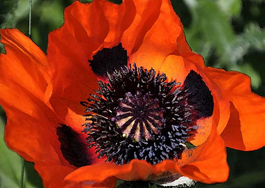 poppy painting style