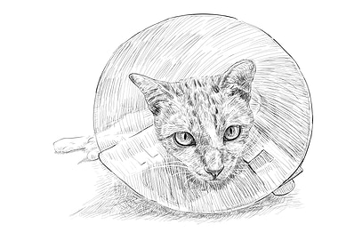Drawing of a cat wearing a
